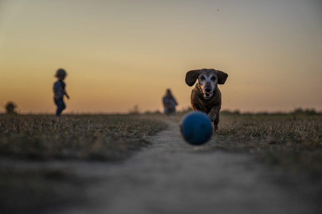 pet, game, park, play, old dog, dog park, animal, dog playing fetch, dog, sunset, grass, nature, canine, old dog, old dog, dog park, dog park, dog park, dog, dog, dog, dog, dog