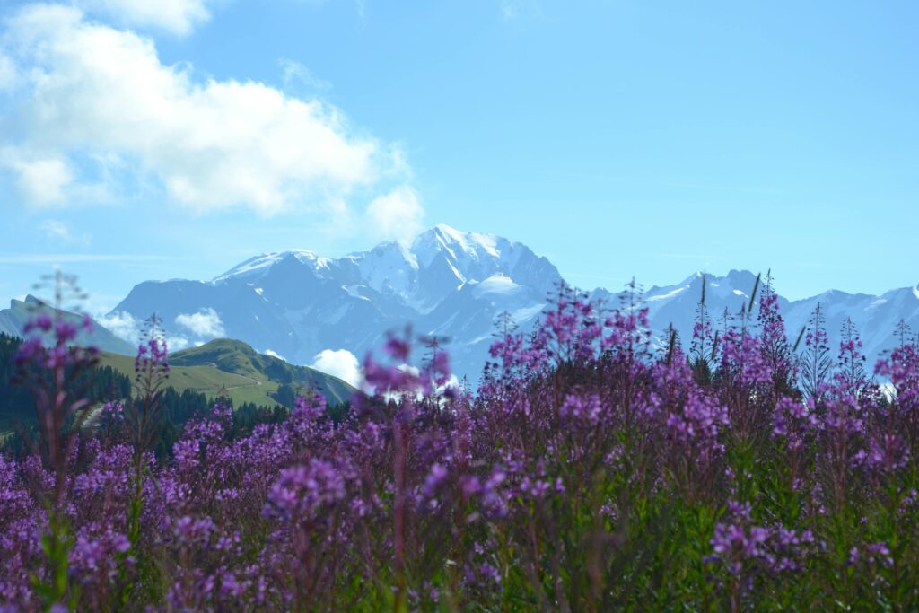 Beautiful mountain view with wildflowers in the foreground and snow-capped peaks in the distance.